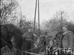 Po 26.01.1940, Thénezay, Francja.
Sierż. Jerzy Konrad Maciejewski z 2. Dywizji Strzelców Pieszych pozuje do zdjęcia stojąc przy wołach, które rolnik zaprzągł do wozu.
Fot. NN, kolekcja Jerzego Konrada Maciejewskiego, zbiory Ośrodka KARTA

 

