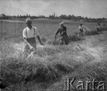 1941, Moospinte, Szwajcaria.
Pan Häberli (pierwszy z lewej) kosi zboże na polu. Z tyłu za nim pracują internowani żołnierze 2. Dywizji Strzelców Pieszych.
Fot. Jerzy Konrad Maciejewski, zbiory Ośrodka KARTA
