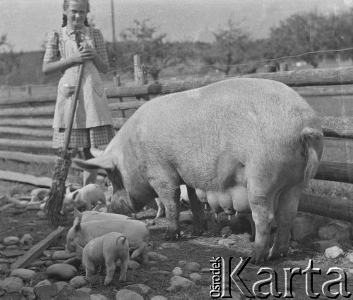 1940, Moospinte, Szwajcaria.
Margreth Häberli, córka rolnika u którego pracują internowani żołnierze 2. Dywizji Strzelców Pieszych stoi w zagrodzie, gdzie pasie się maciora z małymi prosiakami.
Fot. Jerzy Konrad Maciejewski, zbiory Ośrodka KARTA