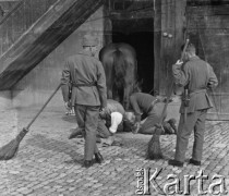 1940, Moospinte, Szwajcaria.
Internowani polscy żołnierze 2. Dywizji Strzelców Pieszych sprawdzają podkowę w kopycie konia.
Fot. Jerzy Konrad Maciejewski, zbiory Ośrodka KARTA