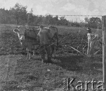 1941, Büren an der Aare, Szwajcaria.
Za drutami obozu dla internowanych żołnierzy z 2. Dywizji Strzelców Pieszych stoi krowa. Obok niej stoi prawdopodobnie żołnierz oraz miejscowy rolnik.
Fot. Jerzy Konrad Maciejewski, zbiory Ośrodka KARTA
