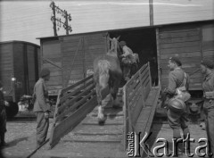 19.05.1940, Airvault, Francja.
Żołnierze 5 Małopolskiego Pułku Strzelców Pieszych 2. Dywizji Strzelców Pieszych podczas ładowania koni do wagonów. Wojsko zostanie koleją przewiezione na front francusko-niemiecki.
Fot. Jerzy Konrad Maciejewski, zbiory Ośrodka KARTA