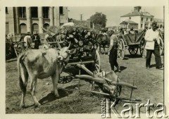 Lata 30., Warna, Bułgaria.
Na targu handlarz z Turcji sprzedaje drzewo opałowe. Obok wozu stoi krowa.
Fot. Jerzy Konrad Maciejewski, zbiory Ośrodka KARTA