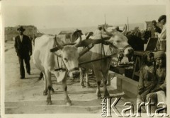 Lata 30., Warna, Bułgaria.
Mężczyzna prowadzi wóz zaprzęgnięty w dwa woły. 
Fot. Jerzy Konrad Maciejewski, zbiory Ośrodka KARTA