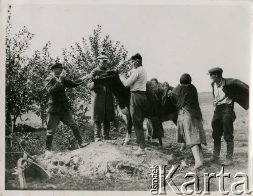 Lata 30., Bolesławice k. Równego, woj. wołyńskie, Polska.
Osadnicy wojskowi pomagają chorej krowie. 
Fot. Jerzy Konrad Maciejewski, zbiory Ośrodka KARTA

