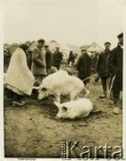 Lata 30., Poczajów, woj. wołyńskie, Polska.
Targ, na którym handlarze sprzedają trzodę chlewną. 
Fot. Jerzy Konrad Maciejewski, zbiory Ośrodka KARTA