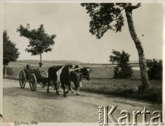 Lata 30., Żarnowiec, woj. pomorskie, Polska.
Mężczyzna na wozie zaprzęgniętym w dwie krowy. 
Fot. Jerzy Konrad Maciejewski, zbiory Ośrodka KARTA