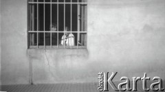 19.09.1927, Snopków, Polska.
Zula i Zosia – koleżanki Anny Wielowiejskiej (z domu Cieńskiej), uczennice Głównej Szkoły Gospodarczej Żeńskiej
Fot. Anna Wielowieyska, udostępniła Maria Wielowieyska, reprodukcje cyfrowe w  Bibliotece Polskiej im. Ignacego Domeyki w Buenos Aires (Biblioteca Polaca Ignacio Domeyko) i w Ośrodku KARTA w Warszawie
