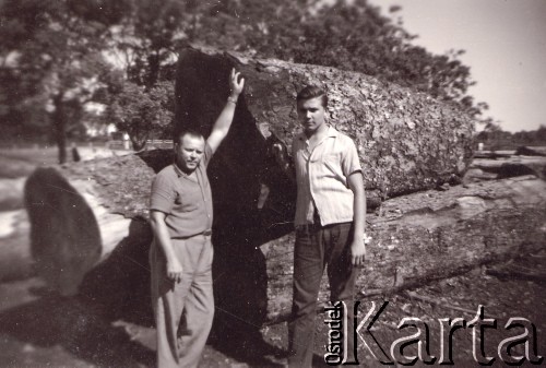 Lata 60., Wanda, Misiones, Argentyna.
Luis Przysiężnik przy wyrębie drzew.
Fot. NN, zbiory Asociación Polaca de Posadas, udostępniła Fabiana Śniechowski, reprodukcje cyfrowe w Bibliotece Polskiej im. Ignacego Domeyki w Buenos Aires (Biblioteca Polaca Ignacio Domeyko) i w Ośrodku KARTA w Warszawie