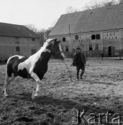Lata 70., Szczecin, Polska.
Koń na wybiegu. W głębi widać stajnię.
Fot. Maciej Jasiecki, zbiory Ośrodka KARTA