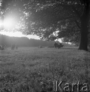 Lata 70., Szczecin, Polska.
Jasne Błonia, teren rekreacyjny w centrum miasta. Widok od ul. Michała Kleofasa Ogińskiego.
Fot. Maciej Jasiecki, zbiory Ośrodka KARTA