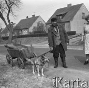 Lata 60.-70., Szczecin, Polska.
Pies zaprzężony do wózka.
Fot. Maciej Jasiecki, Fundacja Ośrodka KARTA