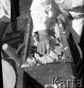 Lata 70., Szczecin lub okolice.
Zawody w szatkowaniu kapusty w czasie festynu.
Fot. Maciej Jasiecki, zbiory Ośrodka KARTA