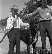 Lata 70., Szczecin, Polska.
Wystawa psów rasowych.
Fot. Maciej Jasiecki, zbiory Ośrodka KARTA