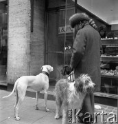 1972, Kopenhaga, Dania.
Mężczyzna przed witryną sklepową. Zdjęcie zrobione w czasie rejsu MS Jedność Robotnicza.
Fot. Maciej Jasiecki, zbiory Ośrodka KARTA