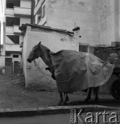 Lata 70., Casablanca, Maroko.
Koń z powozem. Zdjęcie wykonane w czasie rejsu MS Bieszczady, statku Polskiej Żeglugi Morskiej.
Fot. Maciej Jasiecki, zbiory Ośrodka KARTA
