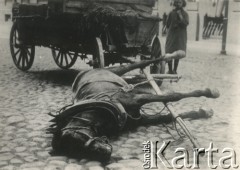 Po 1.09.1939, Warszawa, Polska.
Zwłoki konia.
Fot. NN, zbiory Ośrodka KARTA, udostępnił Roman Trojanowicz