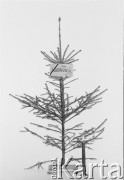 24.12.1981, Warszawa, Polska.
Choinka w mieszkaniu Małgorzaty Niezabitowskiej i Tomasza Tomaszewskiego przy ul. Cietrzewia we Włochach, przystrojona w kartkę z napisem 