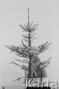 24.12.1981, Warszawa, Polska.
Choinka w mieszkaniu Małgorzaty Niezabitowskiej i Tomasza Tomaszewskiego przy ul. Cietrzewia we Włochach, przystrojona w kartkę z napisem 