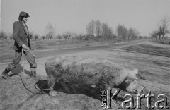 1982, Polska.
Mężczyzna ze świnią.
Fot. Tomasz Tomaszewski, zbiory Ośrodka KARTA
