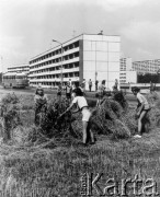 Lata 60-70-te, Tychy, Polska.
Miejskie żniwa. Młodzież ustawiająca zboże w snopki, w tle osiedle mieszkaniowe i autobus jadący ulicą.
Fot. Kazimierz Seko, zbiory Ośrodka KARTA


