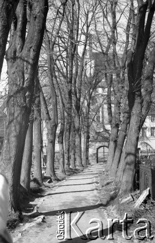 1947, Namysłów, Polska.
Aleja prowadząca do kościoła.
Fot. Kazimierz Seko, zbiory Ośrodka KARTA
 
