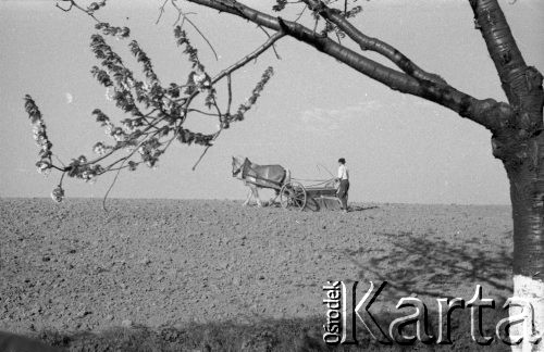 1947, Namysłów, Polska.
Prace polowe, orka.
Fot. Kazimierz Seko, zbiory Ośrodka KARTA
 
