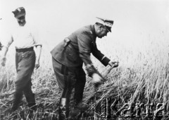1945, Polska.
Żołnierze Ludowego Wojska Polskiego pracujący w polu podczas żniw.
Fot. NN, reprodukcja Kazimierz Seko, zbiory Ośrodka KARTA.
