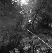 Wrzesień 1984, Świrklaniec (okolice), woj. Katowice, Polska.
Ćwiczenia Straży Pożarnej w gaszeniu pożaru lasu. Dwaj strażacy z wężem strażackim.
Fot. Kazimierz Seko, zbiory Ośrodka KARTA