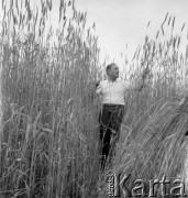 lata 60-te, Kozłowa Góra k/Piekar Śląskich, Polska.
Łan żyta, rolnik oglądający dojrzałe kłosy zboża przed żniwami.
Fot. Kazimierz Seko, zbiory Ośrodka KARTA.