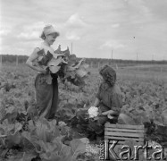 lata 60-te, brak miejsca, Polska.
Pracownice Państwowego Gospodarstwa Rolnego podczas zbioru kalafiorów.
Fot. Kazimierz Seko, zbiory Ośrodka KARTA.