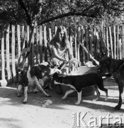 14.09.1969, Polska
Polowanie na kuropatwy, kobieta skubiąca ptaki.
Fot. Jarosław Tarań, zbiory Ośrodka KARTA [69-316]
 
