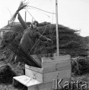 11.03.1969, Rudnik nad Sanem, Polska
Pracownica zakładów wikliniarskich.
Fot. Jarosław Tarań, zbiory Ośrodka KARTA [69-504]
 
