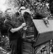 22.06.1969, Jankowo k/Ostrołęki, Kurpie, Polska
Pszczelarz pokazuje plaster miodu wyjęty z ula.
Fot. Jarosław Tarań, zbiory Ośrodka KARTA [69-495]
 
