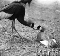14.04.1969, Warszawa, Polska.
Ogród zoologiczny, wybieg dla ptaków, żurawie lub czaple.
Fot. Jarosław Tarań, zbiory Ośrodka KARTA [69-81]
 
