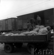 Październik 1962, Warszawa, Polska.
Załadunek worków z ziemniakami do wagonów kolejowych przy stacji Warszawa - Olszynka Grochowska.
Fot. Jarosław Tarań, zbiory Ośrodka KARTA [62-24]

