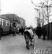 Listopad 1962, Warszawa, Polska.
Kobieta prowadząca krowę Alejami Jerozolimskimi.
Fot. Jarosław Tarań, zbiory Ośrodka KARTA [62-10]

