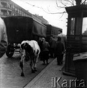 Listopad 1962, Warszawa, Polska.
Kobieta prowadząca krowę Alejami Jerozolimskimi.
Fot. Jarosław Tarań, zbiory Ośrodka KARTA [62-10]


