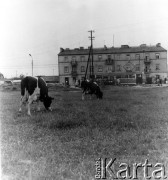 Wrzesień 1962, Warszawa, Polska.
Aleja Krakowska na Okęciu.
Fot. Jarosław Tarań, zbiory Ośrodka KARTA [62-74]

