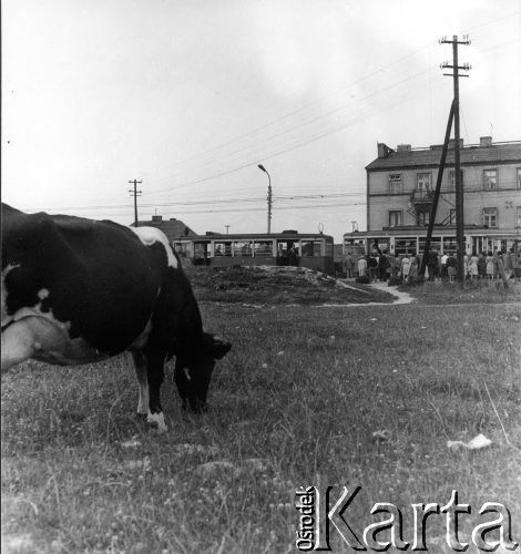 Wrzesień 1962, Warszawa, Polska.
Aleja Krakowska na Okęciu.
Fot. Jarosław Tarań, zbiory Ośrodka KARTA [62-74]

