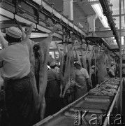 25.08.1967, Warszawa, Polska.
Oprawianie tusz wieprzowych w Zakładach Mięsnych Żerań.
Fot. Jarosław Tarań, zbiory Ośrodka KARTA [67-154]
 

