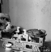 21.06.1967, Warszawa, Polska.
Ważenie żaby przeznaczonej na export.
Fot. Jarosław Tarań, zbiory Ośrodka KARTA [67-57]
 
