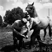 Czerwiec 1968, Warszawa, Polska.
Dwaj kowale podkuwający konia.
Fot. Jarosław Tarań, zbiory Ośrodka KARTA [68-312]
 
