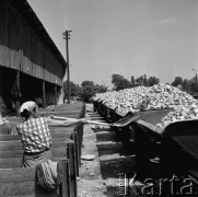 4.07.1969, Strzelin, Polska
Pracownicy kamieniołomu.
Fot. Jarosław Tarań, zbiory Ośrodka KARTA [69-42]
 
