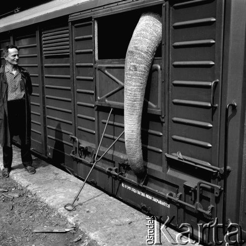 Lipiec 1969, Warszawa, Polska.
Rampa dworca Gdańskiego, transport słonia z cyrku radzieckiego.
Fot. Jarosław Tarań, zbiory Ośrodka KARTA [69-116]
 

