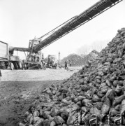 5.11.1969, Mała Wieś, Polska
Cukrownia, kampania buraczana, pryzmy buraków cukrowych.
Fot. Jarosław Tarań, zbiory Ośrodka KARTA [69-178]
 
