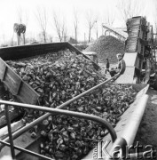 5.11.1969, Mała Wieś, Polska
Cukrownia, kampania buraczana, pryzmy buraków cukrowych.
Fot. Jarosław Tarań, zbiory Ośrodka KARTA [69-178]
 
