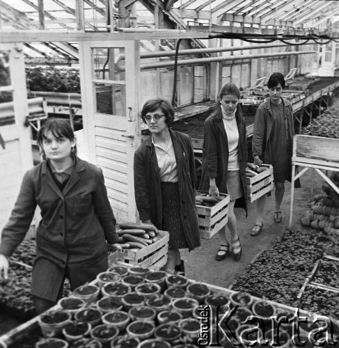 4.04.1969, Mysiadło, Polska
Pracownice szklarni ze skrzynkami ogórków.
Fot. Jarosław Tarań, zbiory Ośrodka KARTA [69-125]
 
