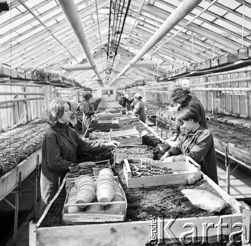 4.04.1969, Mysiadło, Polska
Pracownice szklarni pikujące sadzonki.
Fot. Jarosław Tarań, zbiory Ośrodka KARTA [69-126]
 
