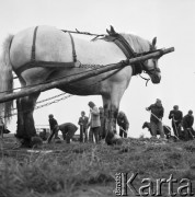 Wrzesień 1969, Warszawa, Polska.
Prace społeczne pod patronatem dziennika 